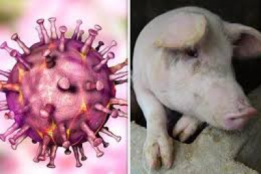 Vaccine vô hoạt phòng bệnh dịch tả lợn châu Phi: “Chiếc cọc cho người chết đuối”