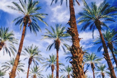 Trồng cây chà là cổ từ hạt giống 2,000 năm tuổi