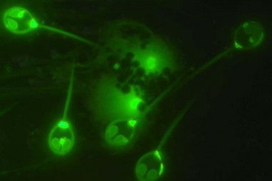 Các nhà khoa học vừa phát hiện ra sinh vật có đôi mắt giống người ngoài hành tinh, có thể sống mà không cần thở