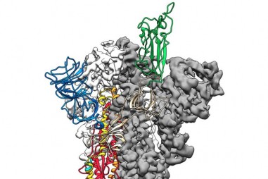 Hình ảnh chi tiết của coronavirus