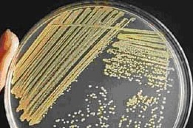 Kỹ thuật phân tích vi sinh trong nông sản, thực phẩm và thủy hải sản