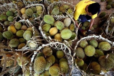 Sầu riêng và mít là ‘nguồn điện’ tương lai