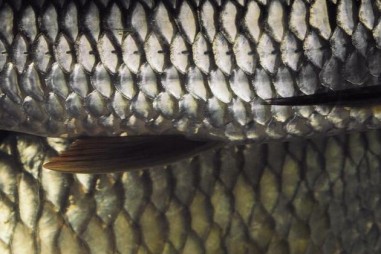 Tạo vật liệu cầm máu từ vảy cá