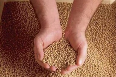 Các đơn vị sản xuất thức ăn chăn nuôi “tiếng tăm” có đang vi phạm tiêu chuẩn chất lượng?