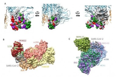 Virus corona chủng mới xuất hiện 40 biến thể, có thể lây nhiễm mạnh hơn