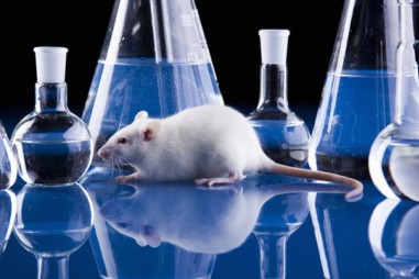 Nuôi 20.000 con chuột thử nghiệm vaccine