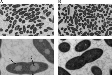 Phát hiện vi khuẩn tự tạo CO2 mà không cần oxy