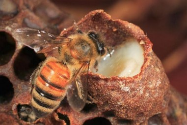 “Sữa gián” trong tương lai có thành siêu thực phẩm?