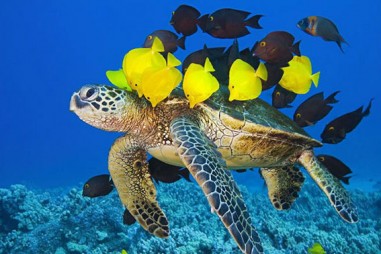 Động vật biển bảo vệ Trái đất khỏi hàng triệu virus