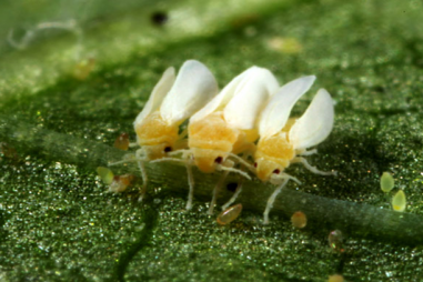 Trồng cây “lính canh” để cảnh báo sâu bệnh