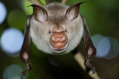 Phát hiện 6 chủng virus mới có họ hàng với Sars-CoV-2