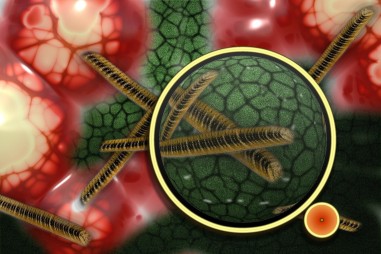 Giải mã cơ chế diệt khuẩn của phân tử ion bạc