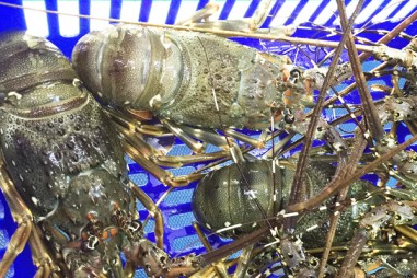 Tôm hùm có thể nghiền rác thải nhựa thành các vi hạt thứ cấp