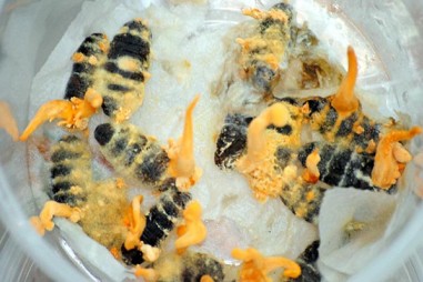 Xây dựng thành công quy trình nuôi trồng loài nấm dược liệu quý nhộng trùng thảo