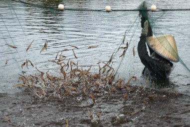 Virus bí ẩn tàn phá các hồ nuôi tôm Trung Quốc