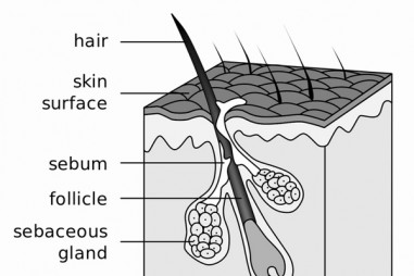 Demodex - Loài rận chuyên ký sinh trên... da mặt người