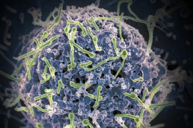 Vắc-xin mới có thể chống lại tất cả các loài vi-rút Ebola