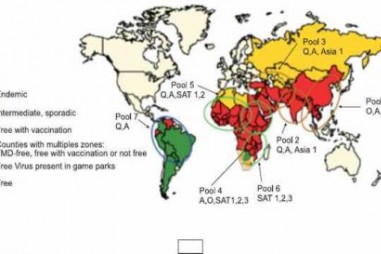 Vắc-xin vô hoạt nhũ dầu phòng bệnh lở mồm long móng type O cho gia súc