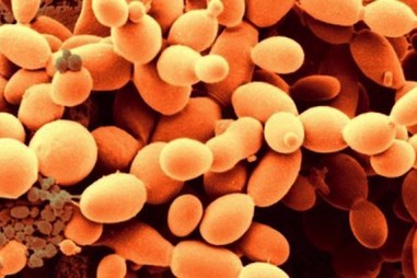 Lần đầu tiên tái tạo nhanh virus SARS-CoV-2 bằng phương pháp sử dụng nấm men