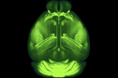 Bản đồ 3D độ phân giải cao của não chuột