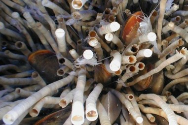 Tại sao các nhà khoa học lại chuốc rượu loài giun rồi bắt chúng quay tròn tròn như thế này?