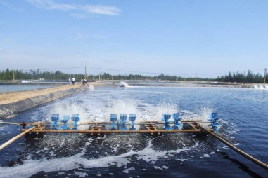 Chế phẩm sinh học xử lý nước bị nhiễm amoni