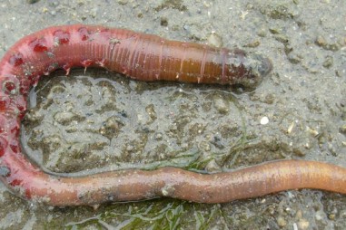 Niềm hi vọng cho bệnh nhân COVID-19 từ một loài giun biển