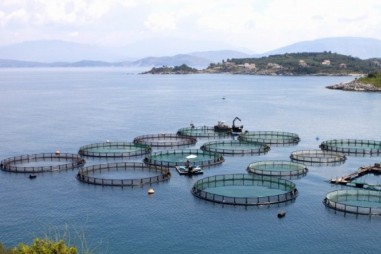 Nghiên cứu liên kết nuôi trồng thủy sản, sự nóng lên toàn cầu và kháng kháng sinh