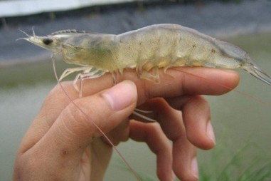 Xác định được loại virus mới gần đây gây chết hàng loạt trong các trại tôm giống ở Trung Quốc