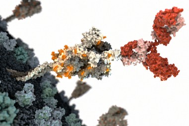 Cuộc đua tìm kháng thể ngăn chặn COVID-19