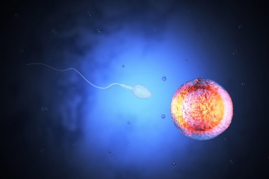 Trị ung thư cổ tử cung bằng… tinh trùng bò