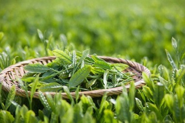 Chương trình VPT.2.5.20.288 - Dư lượng thuốc bảo vệ thực vật trong chè