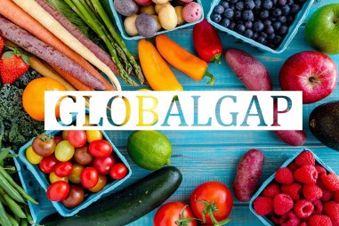 GlobalGAP giúp nông sản Việt đáp ứng tiêu chuẩn của EU