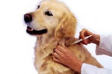 Chương trình VPT.2.6.20.85 - Vi sinh trong thuốc thú y