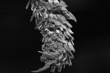 Xịt chống muỗi từ đá trân châu perlite