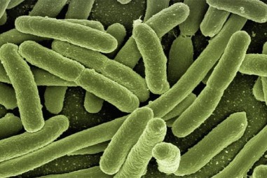 Vi khuẩn tự sát vì lợi ích quần thể