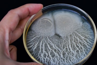 Các nhà nghiên cứu sử dụng bào tử vi khuẩn mã hóa DNA để cải thiện khả năng truy xuất nguồn gốc thực phẩm