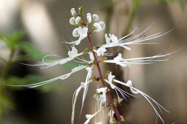 Cây râu mèo có hoạt chất quý ức chế tiểu đường