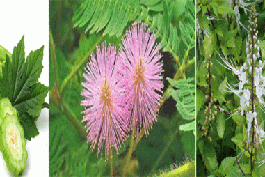 Sản xuất viên nang hỗ trợ hạ đường huyết từ cao trái mướp đắng, cây râu mèo và cây xấu hổ