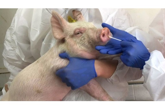 Trung Quốc phát hiện chủng virus cúm mới có thể gây đại dịch