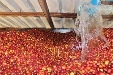 Phương pháp sinh học xử lý quả cà phê tươi