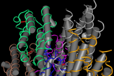 Các nhà nghiên cứu cảnh báo về cách thức và thời điểm sử dụng Interferon loại III trong điều trị COVID-19 để phòng ngừa ảnh hưởng nguy hại