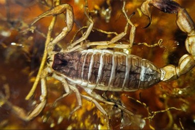 Nọc độc của bò cạp chữa ung thư não