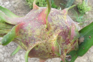 Chế phẩm sinh học phòng trị bệnh đốm nâu: Cứu cánh cho người trồng thanh long