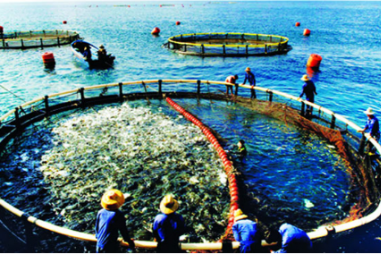 Chương trình VPT.2.6.20.103 - Vi sinh trong sản phẩm xử lý môi trường thủy sản