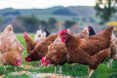 Các nhà khoa học phát triển hệ thống phát hiện ký sinh trùng cho các trang trại gia cầm