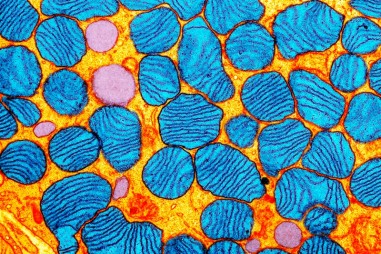 Công cụ chỉnh sửa gen mới điều chỉnh các đột biến trong DNA ty thể