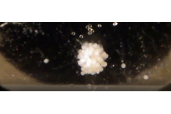 Tế bào sụn người đầu tiên được nuôi cấy ngoài không gian