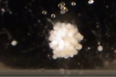 Tế bào sụn người đầu tiên được nuôi cấy ngoài không gian