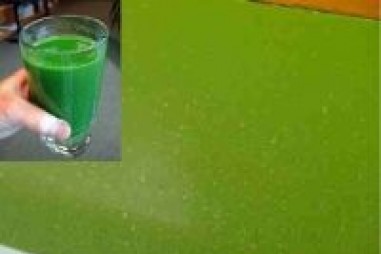 Tảo lọc khí thải pô xe máy